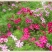 波斯菊花种子