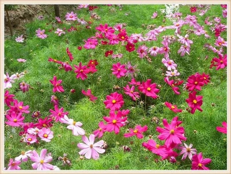 波斯菊花种子