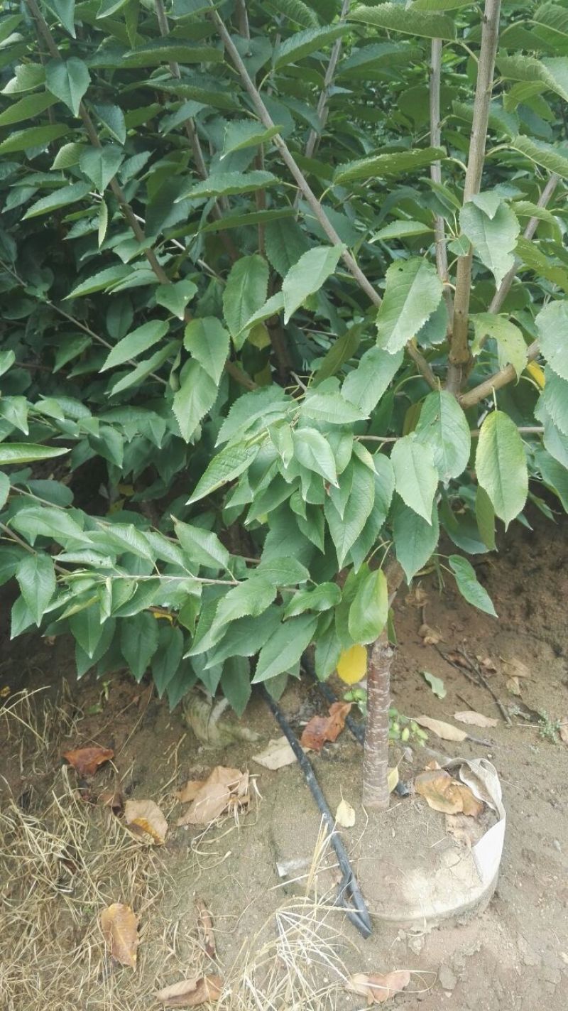 美早樱桃树苗，矮化樱桃苗，基地批发樱桃苗