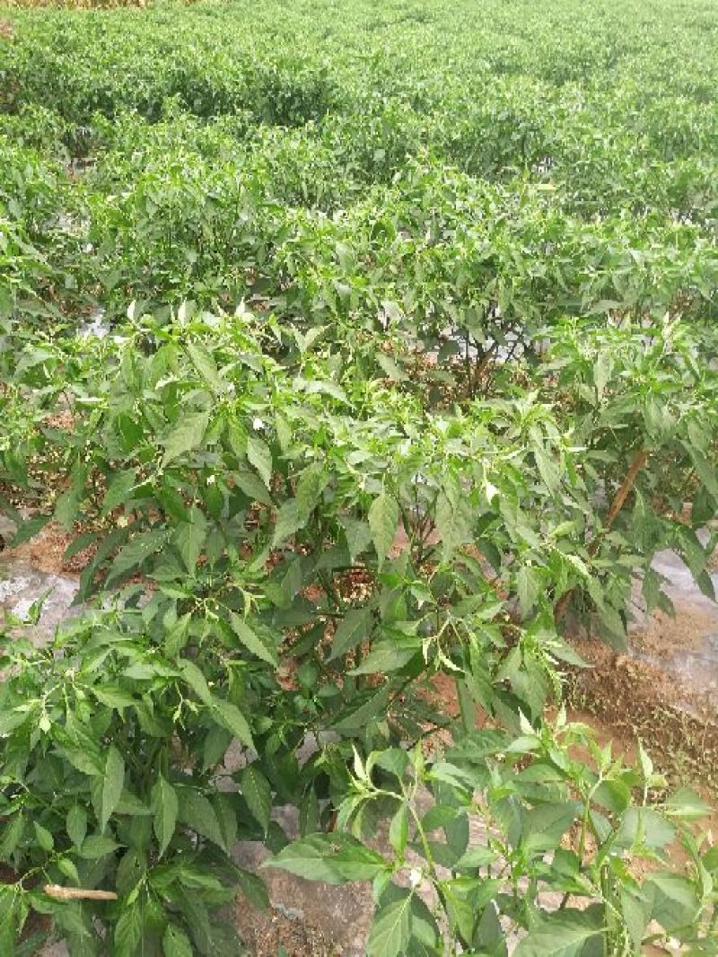 小米椒5~10厘米中辣红