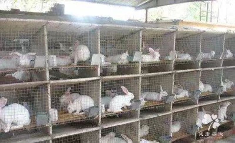 白玉獭兔皮兔肉兔四川兴农家养肉兔种兔