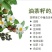茶树油
