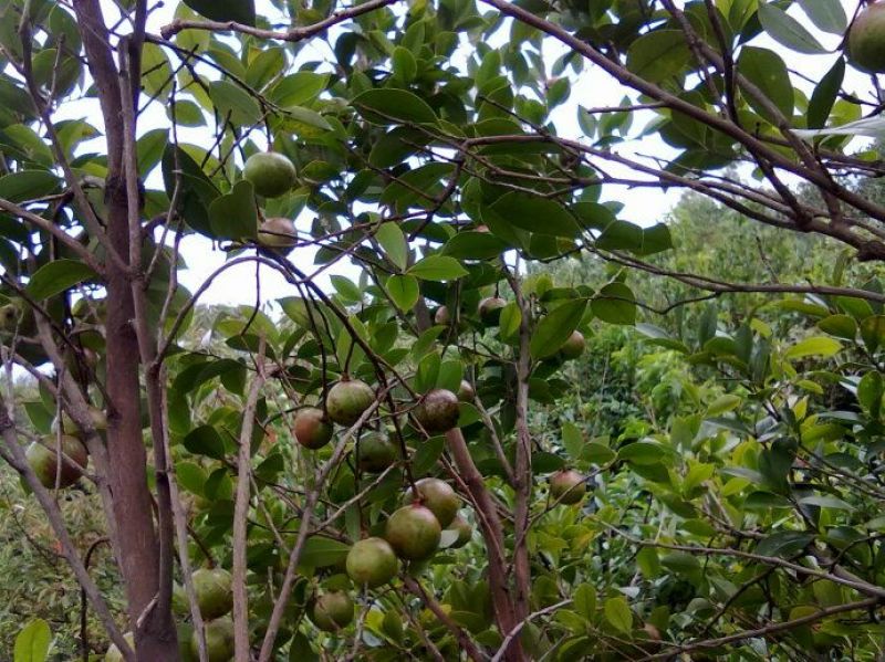 茶树油