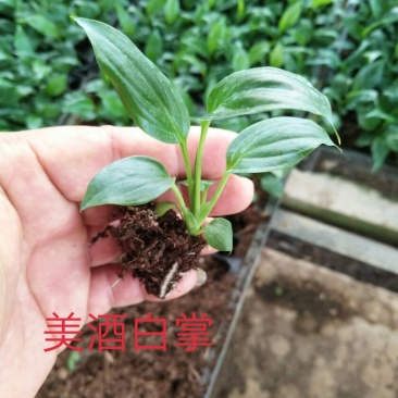 美酒白掌组培苗一帆风顺小苗盆栽花卉花卉室内常绿植物