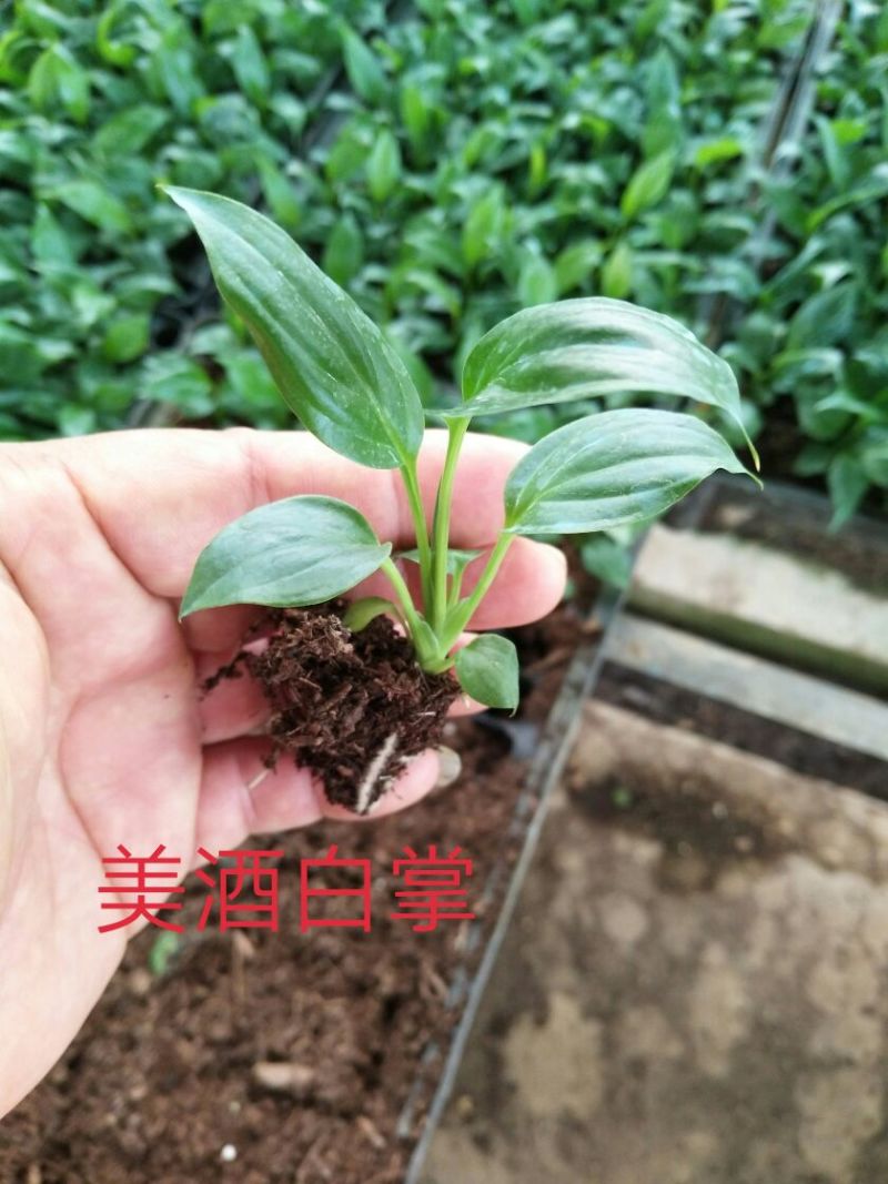 美酒白掌组培苗一帆风顺小苗盆栽花卉花卉室内常绿植物