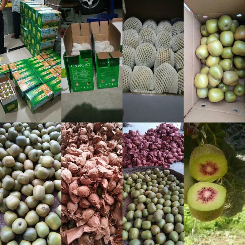苍溪发源地红心猕猴桃2.5斤试吃装现采现发品质保证