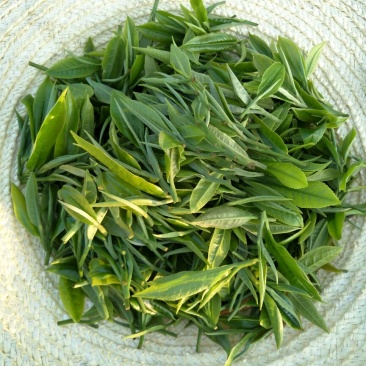 普洱茶特级