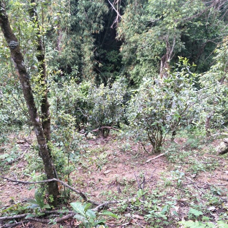 普洱茶特级