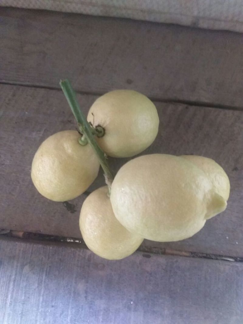 尤力克柠檬1~1.5两