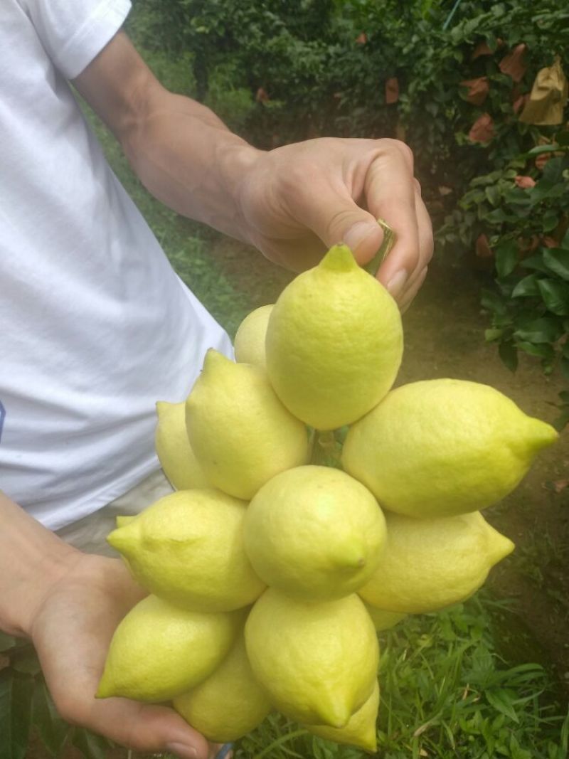 尤力克柠檬1~1.5两