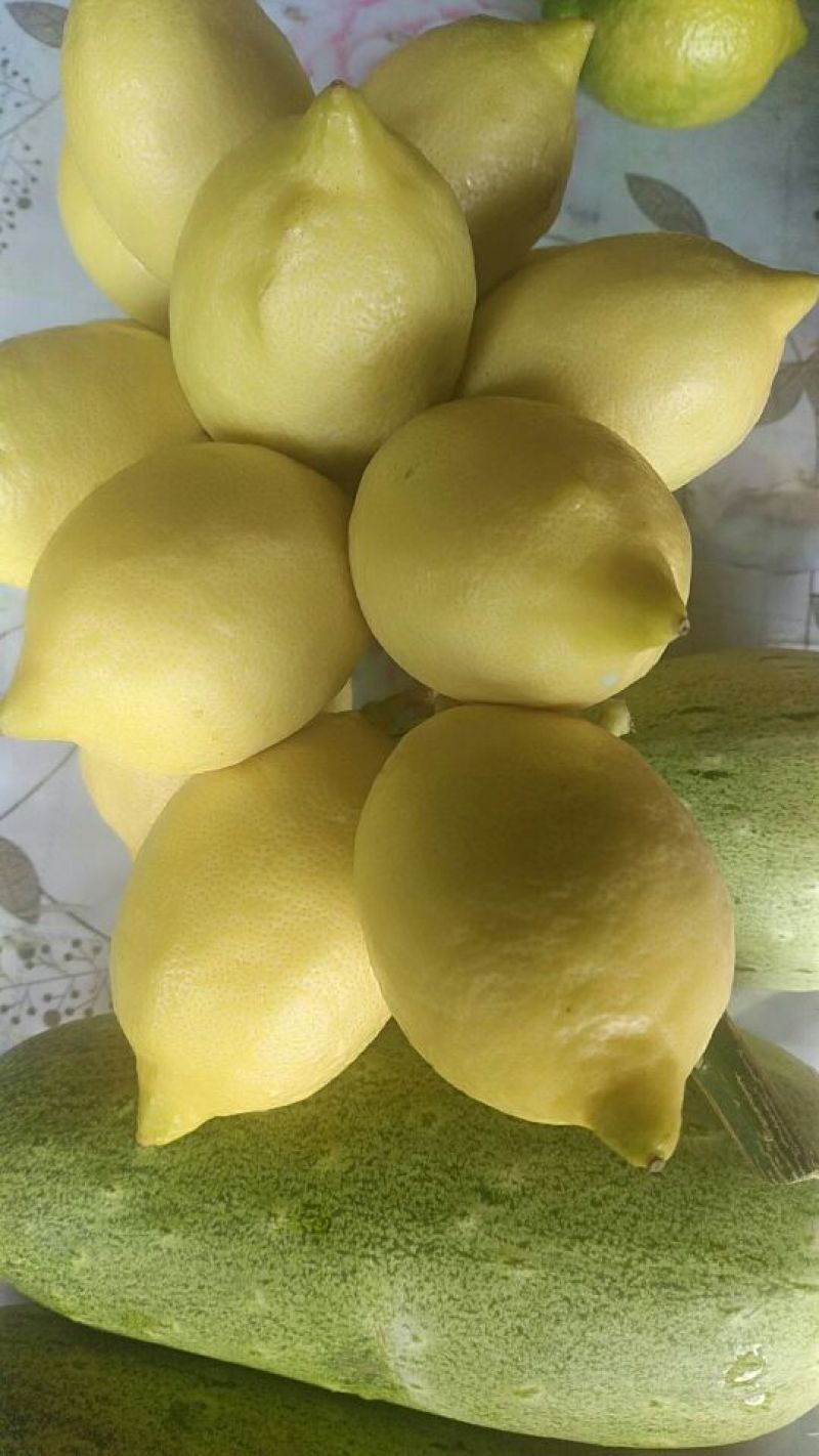 尤力克柠檬1~1.5两
