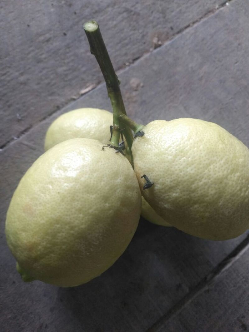 尤力克柠檬1~1.5两