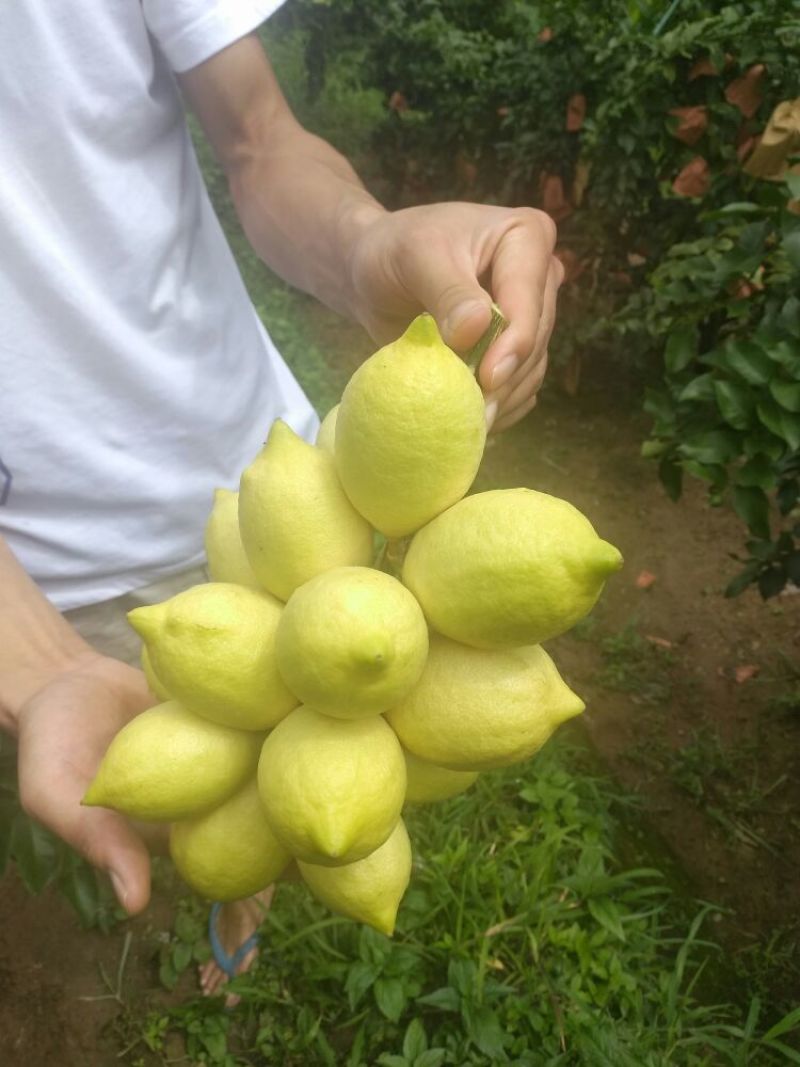 尤力克柠檬1~1.5两