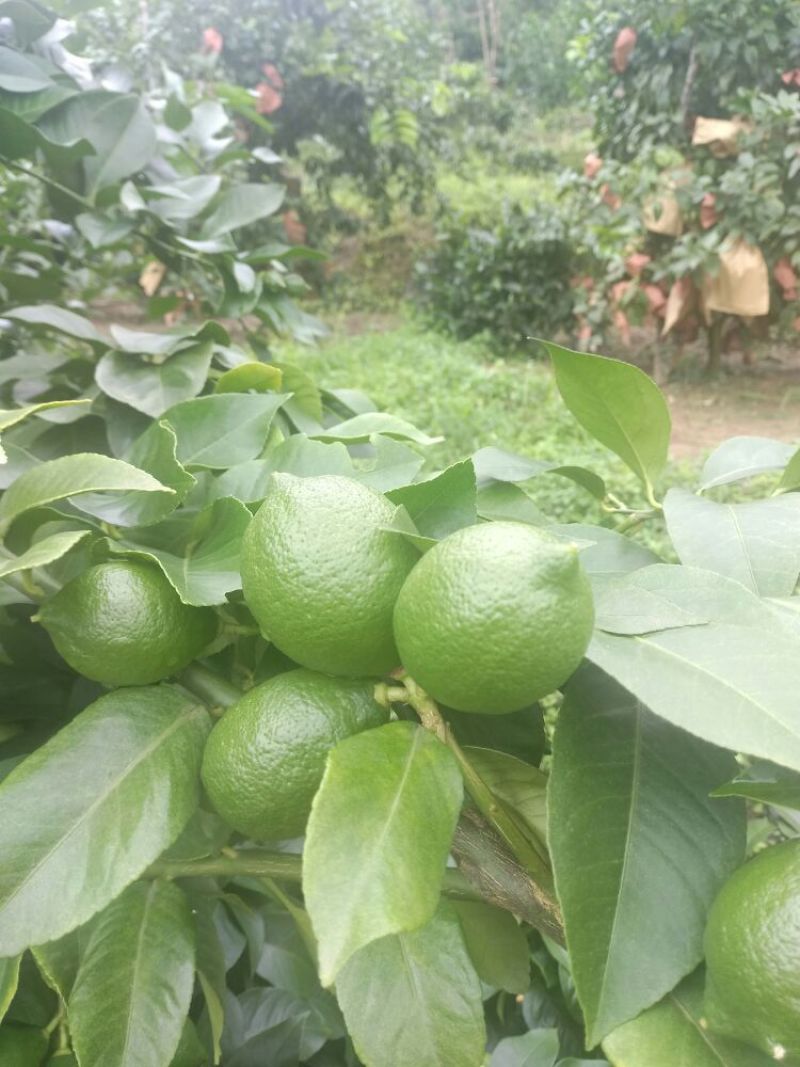 尤力克柠檬1~1.5两