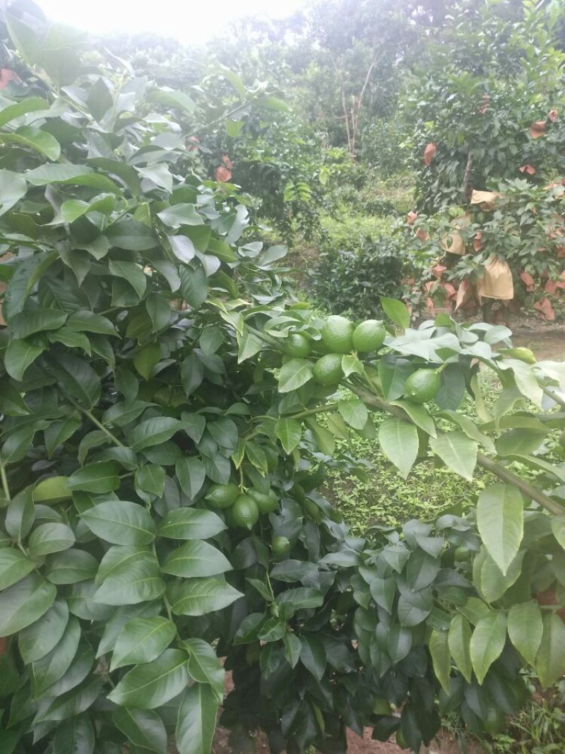 尤力克柠檬1~1.5两