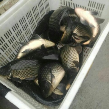河鲤鱼食用1~2公斤