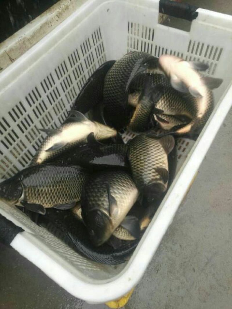 河鲤鱼食用1~2公斤