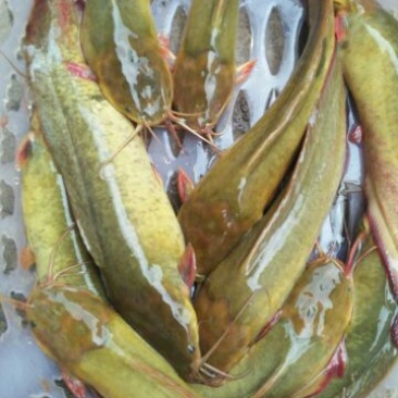 鲶鱼食用