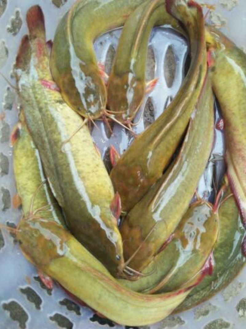 鲶鱼食用