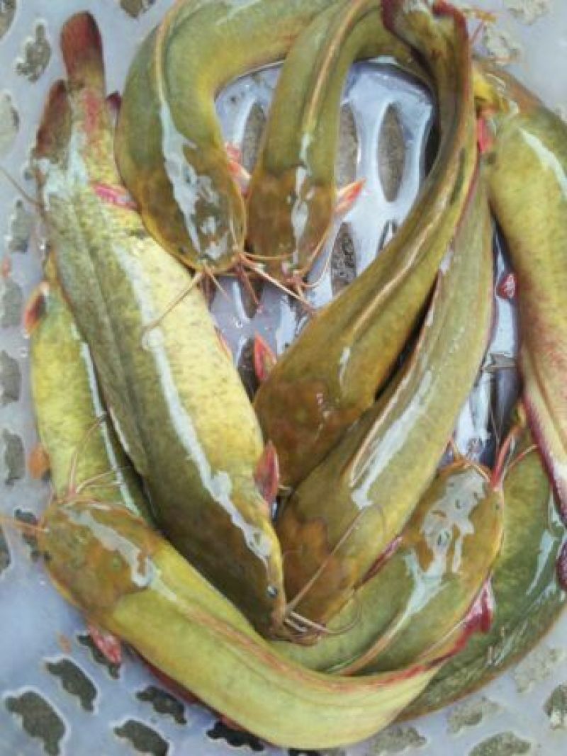 鲶鱼食用