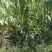 黄桃树苗80cm以上