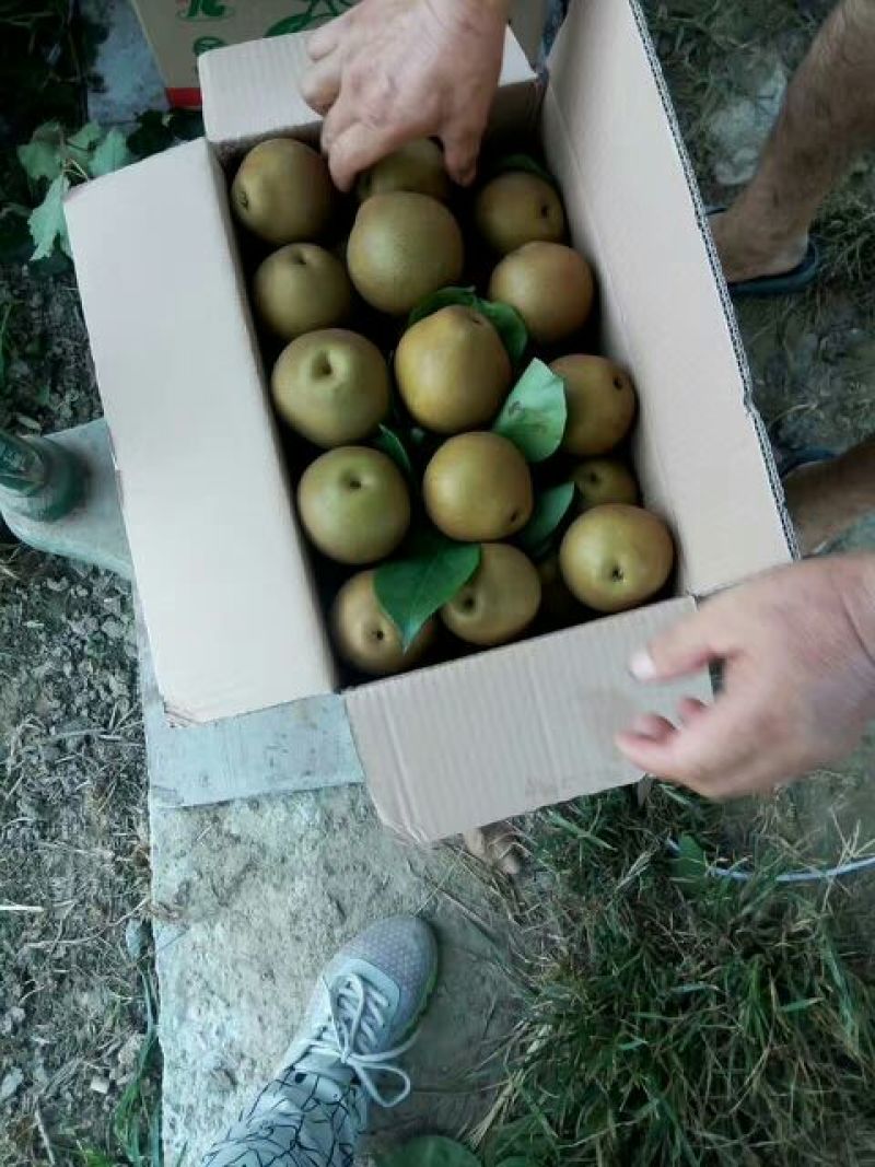 旧口沙梨.湘南湖北沙梨基地
