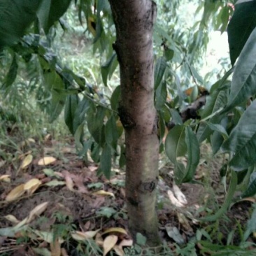 桃树4~6cm0.5~1米