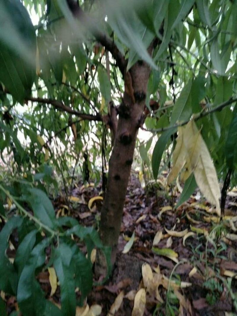 桃树4~6cm0.5~1米