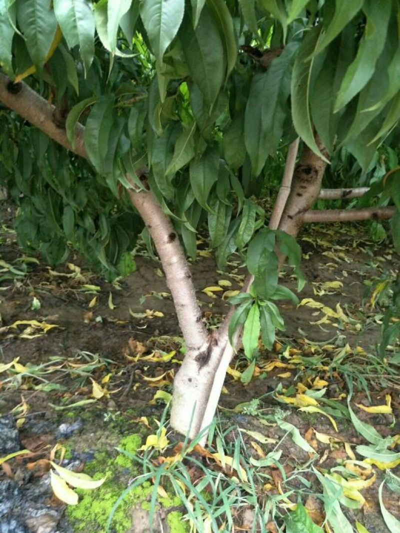 桃树4~6cm0.5~1米