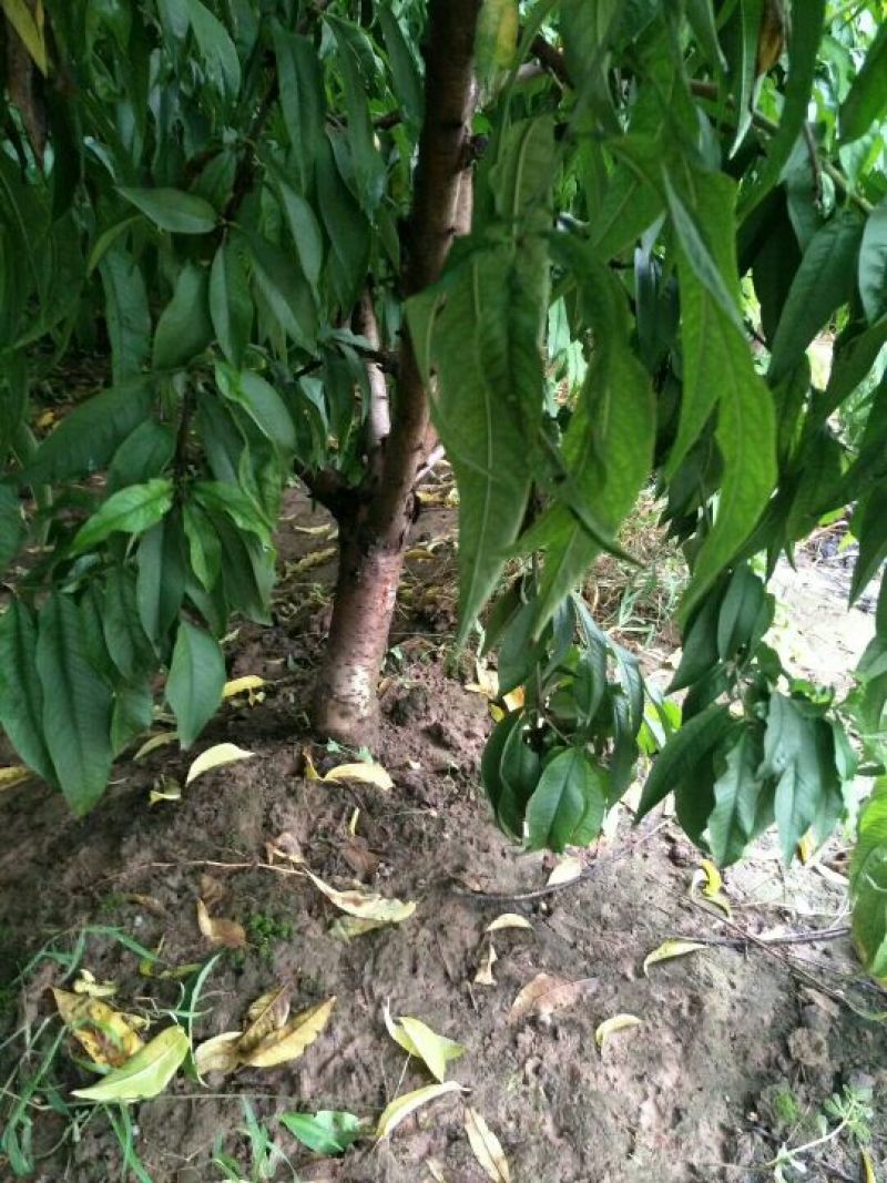 桃树4~6cm0.5~1米