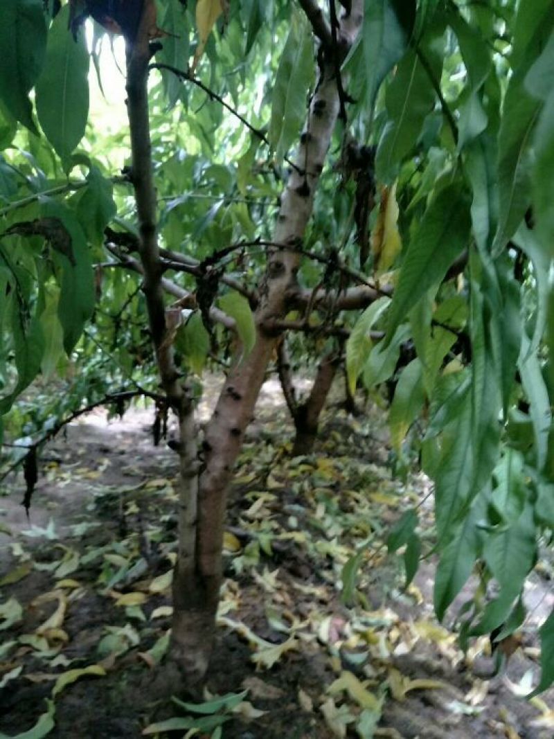 桃树4~6cm0.5~1米