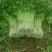 法国皇后芹菜75公分中颗大颗