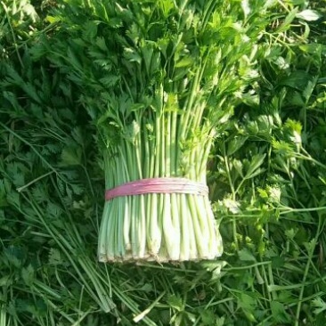 禹城万亩芹菜中颗大颗75公分