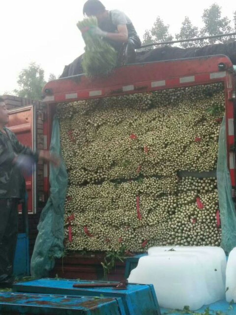 禹城万亩芹菜中颗大颗75公分