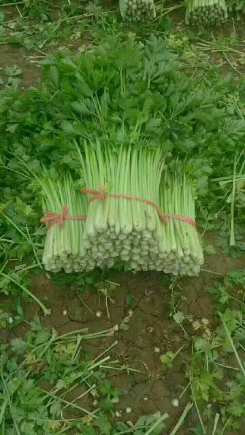 禹城万亩芹菜中颗大颗75公分