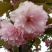 樱花红叶樱花绿樱花染京吉野普贤像日本晚樱红花好看