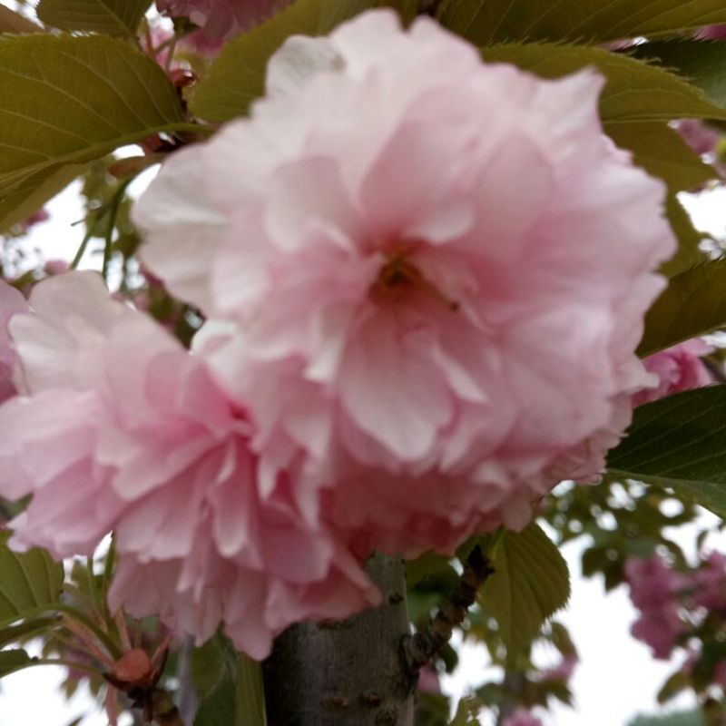 樱花红叶樱花绿樱花染京吉野普贤像日本晚樱红花好看