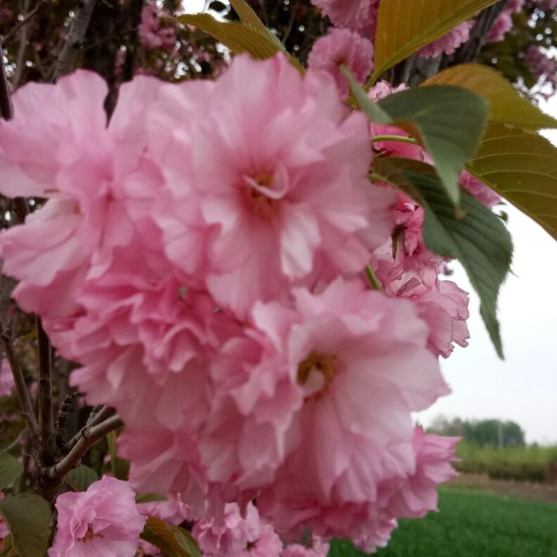 樱花红叶樱花绿樱花染京吉野普贤像日本晚樱红花好看
