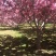 樱花红叶樱花绿樱花染京吉野普贤像日本晚樱红花好看