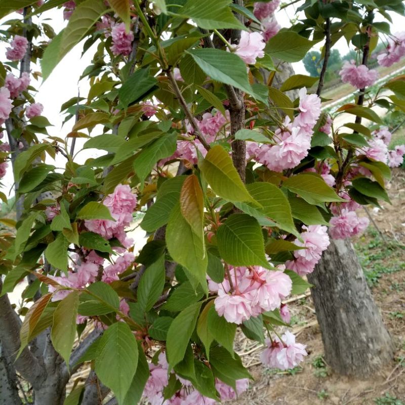 樱花红叶樱花绿樱花染京吉野普贤像日本晚樱红花好看