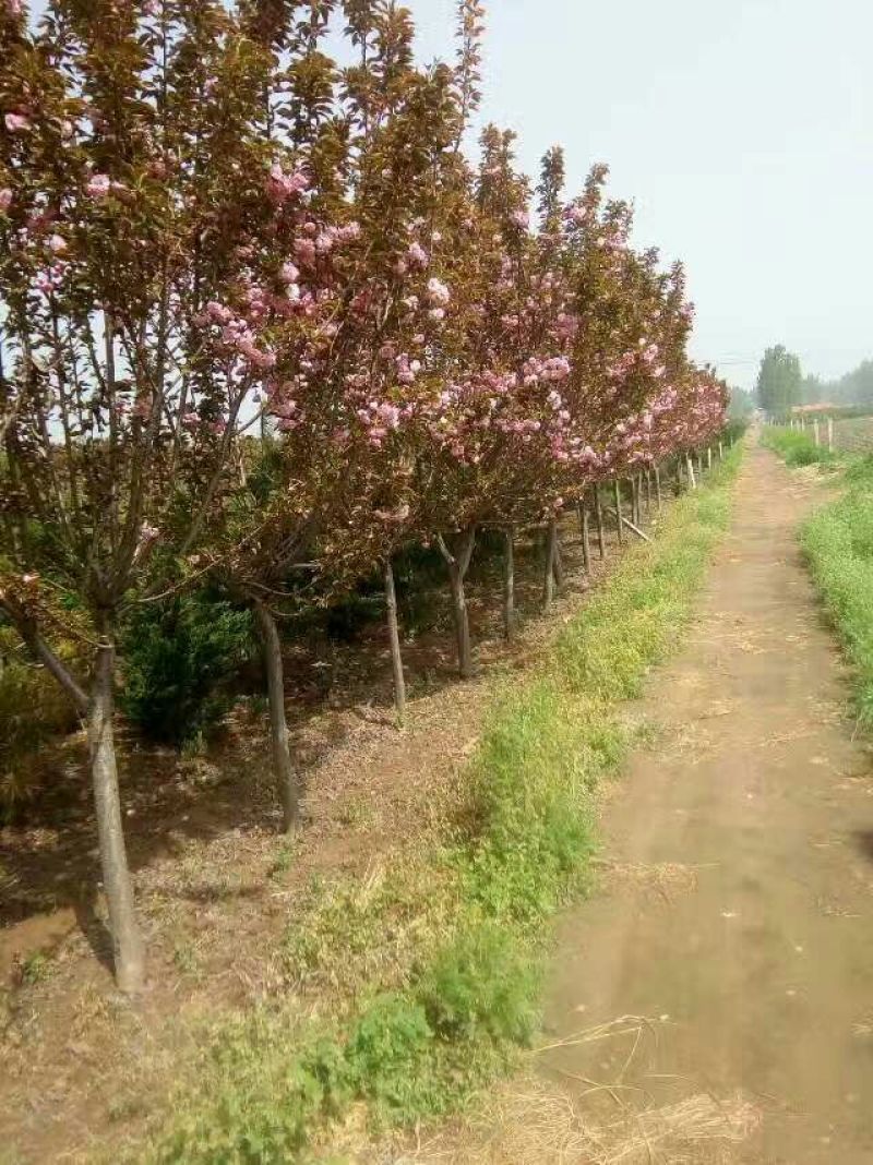 樱花红叶樱花绿樱花染京吉野普贤像日本晚樱红花好看