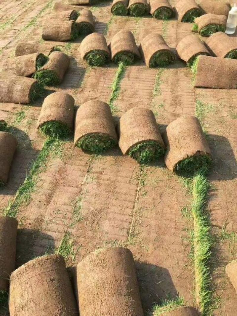 草皮
