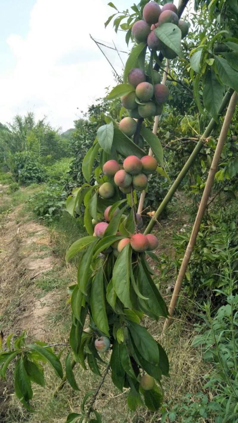 李子树苗青脆李苗(基地直供，品种纯正