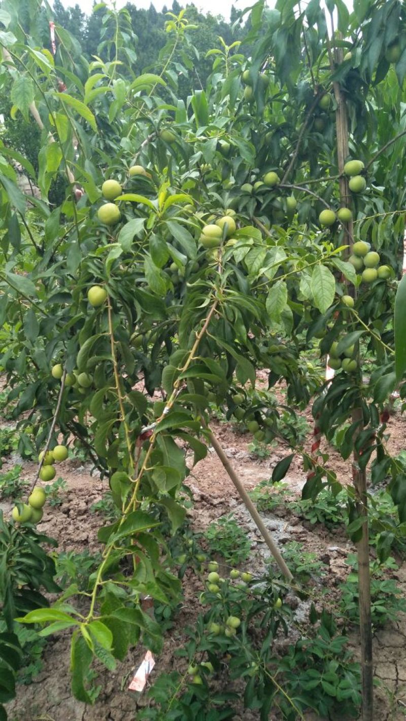李子树苗青脆李苗(基地直供，品种纯正