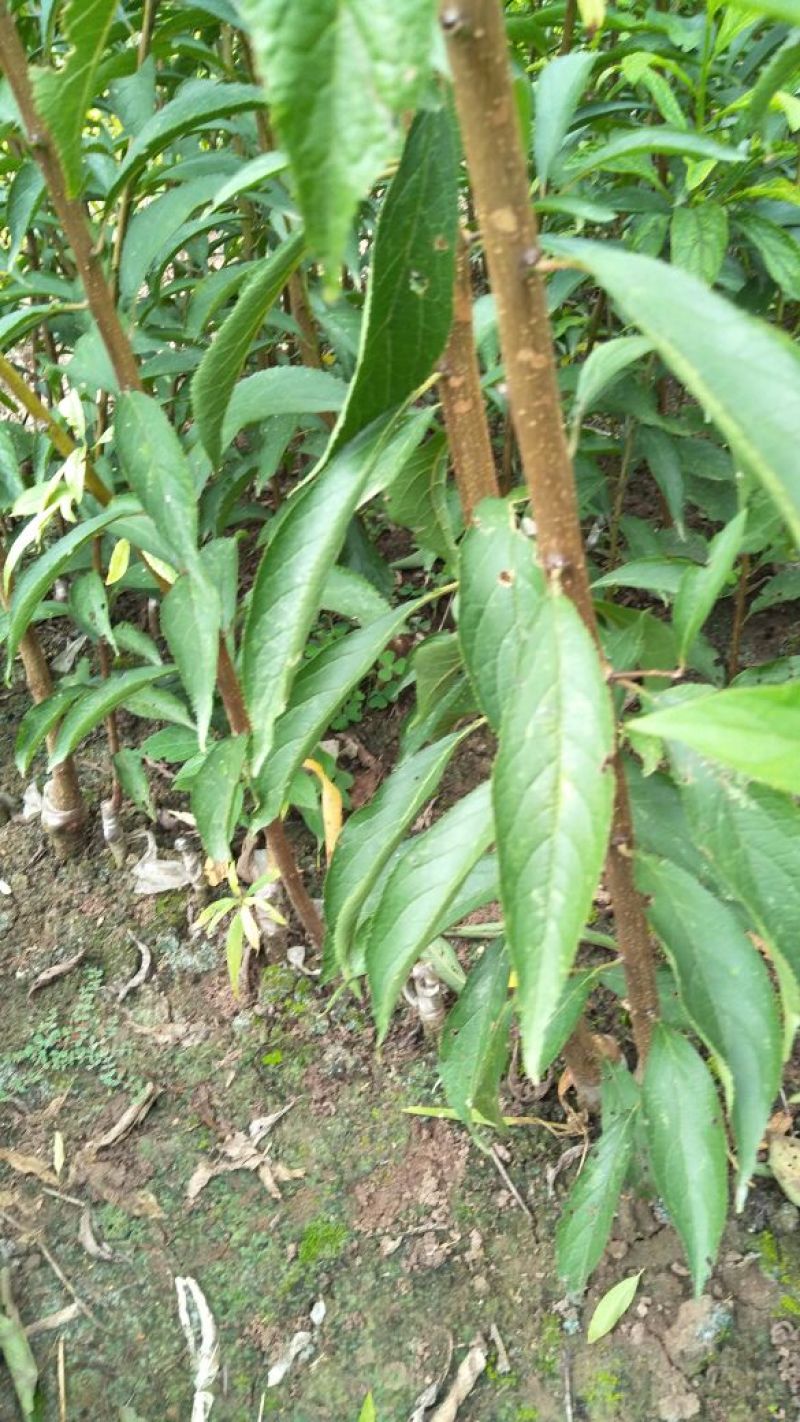 李子树苗青脆李苗(基地直供，品种纯正