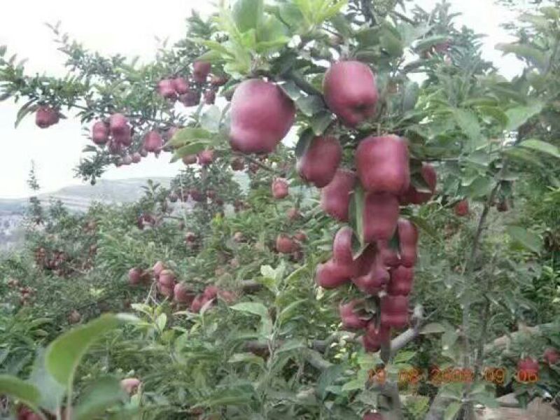 花牛70mm以上光果