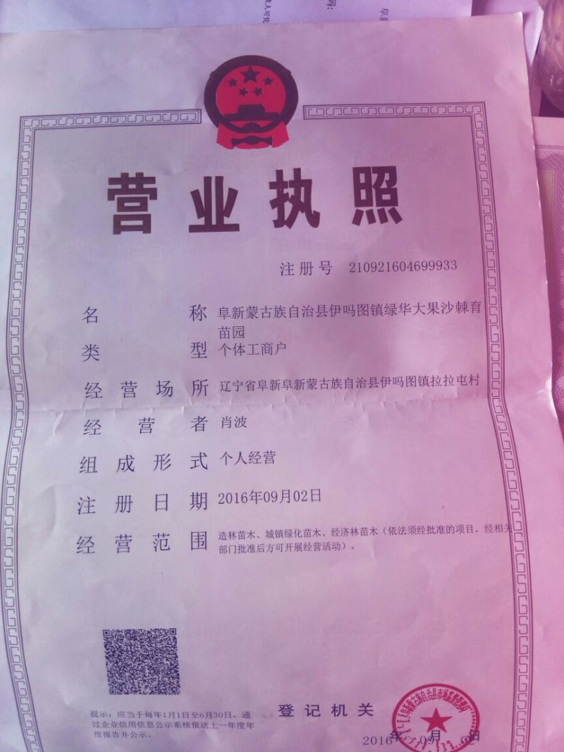 沙棘苗大果沙棘苗扦插苗
