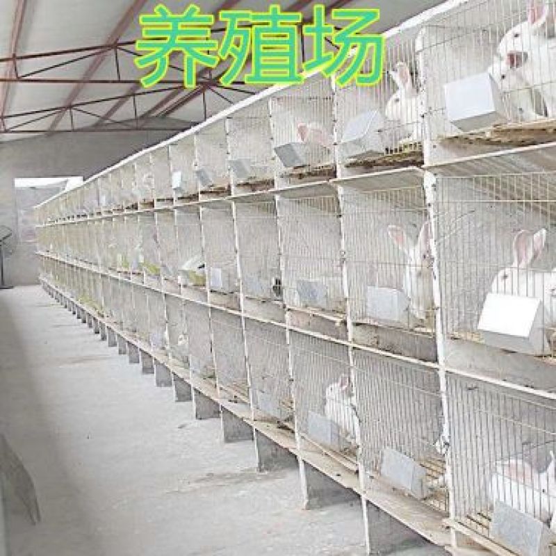 白玉獭兔皮兔肉兔四川兴农家养肉兔种兔