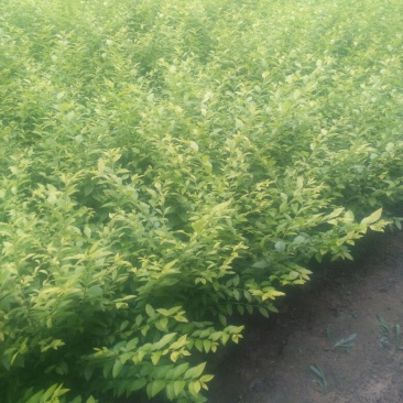 金叶女贞4cm以下