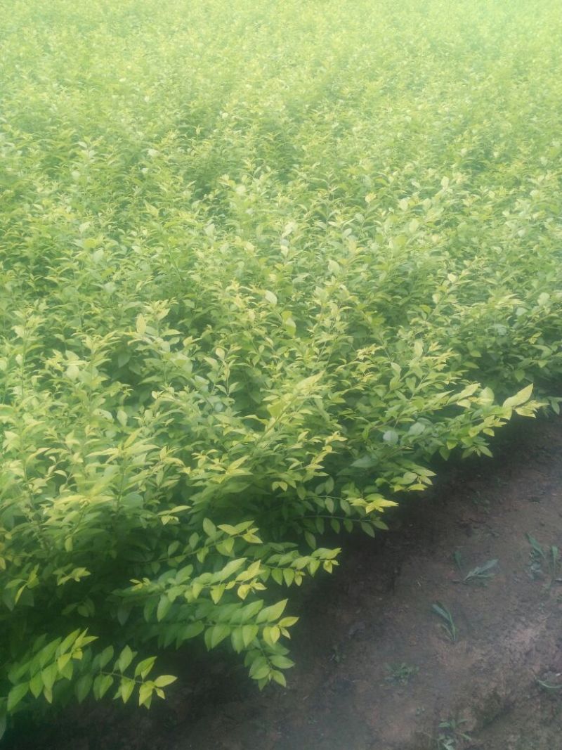 金叶女贞4cm以下